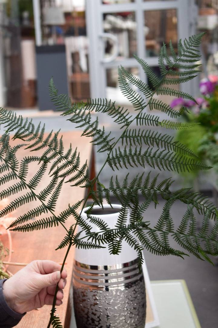 Bracken Farn prpaiert grn  Eliflora