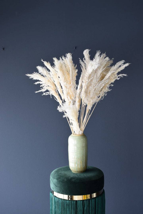 Pampas gras gebleicht 65 cm