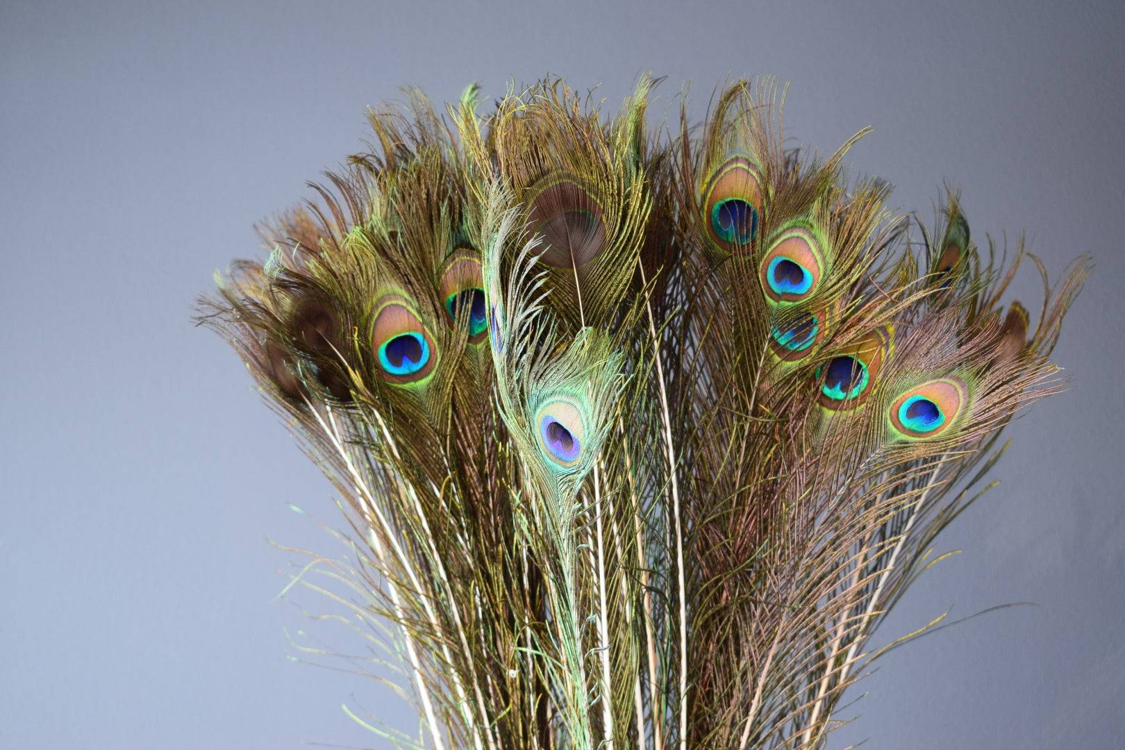 Pfaunfedern natur 100 cm