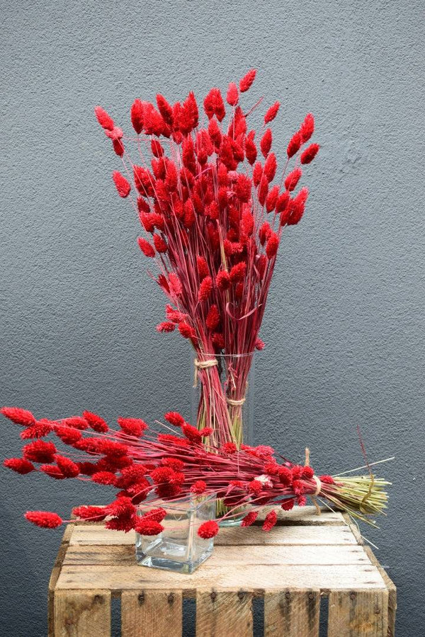 Phalaris rot
