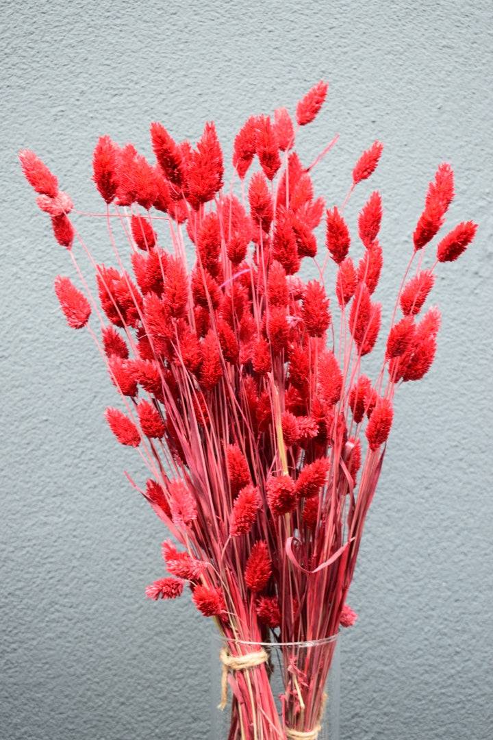 Phalaris rot