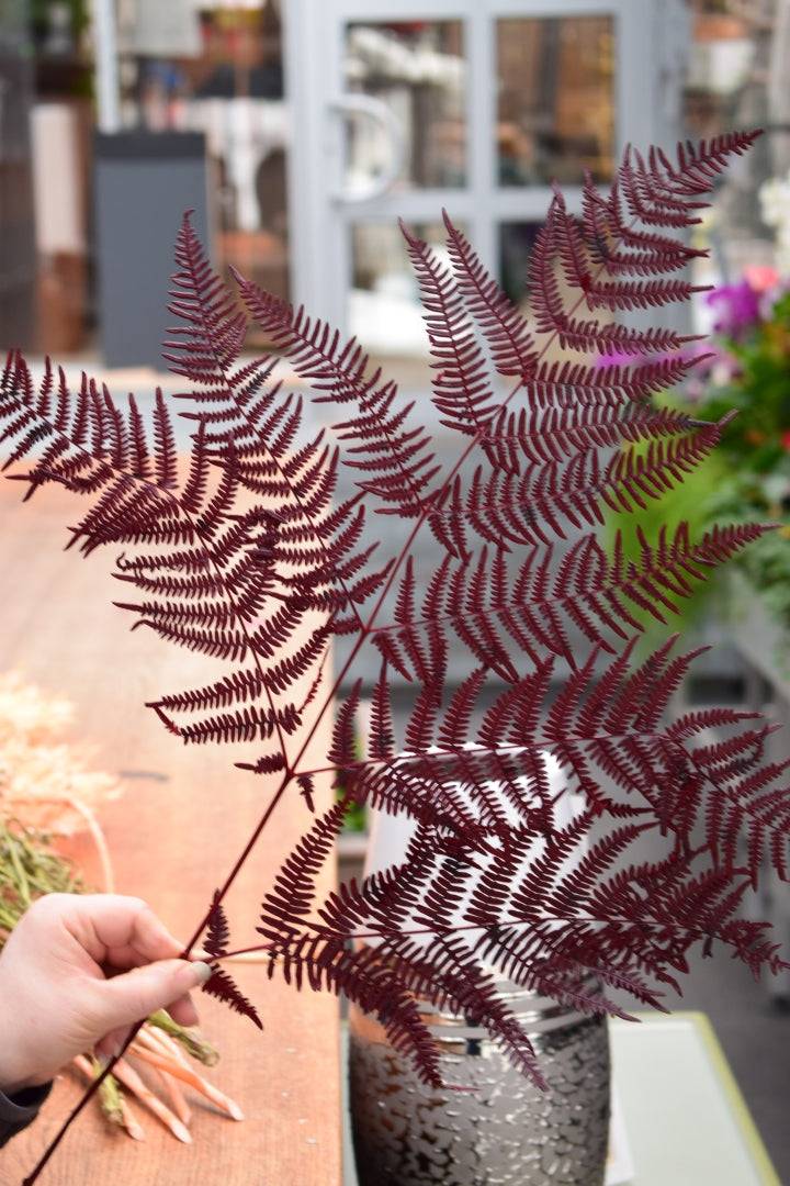 Bracken Farn präpaiert bordeaux