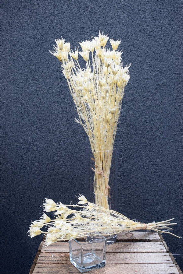 Nigella Orientalis weiß