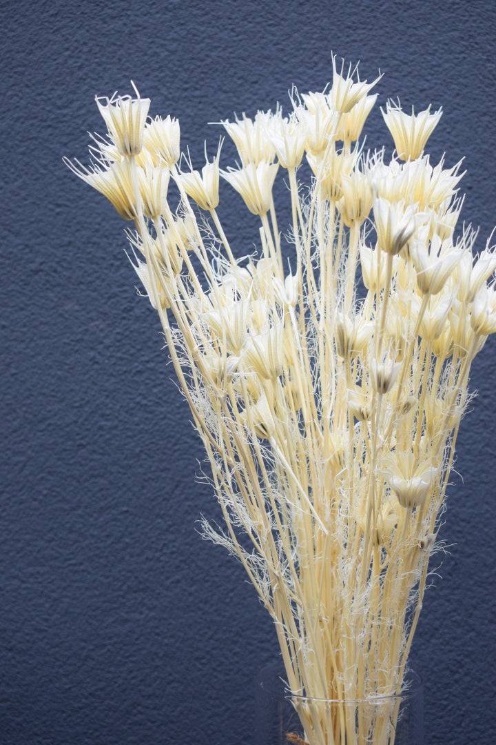 Nigella Orientalis weiß