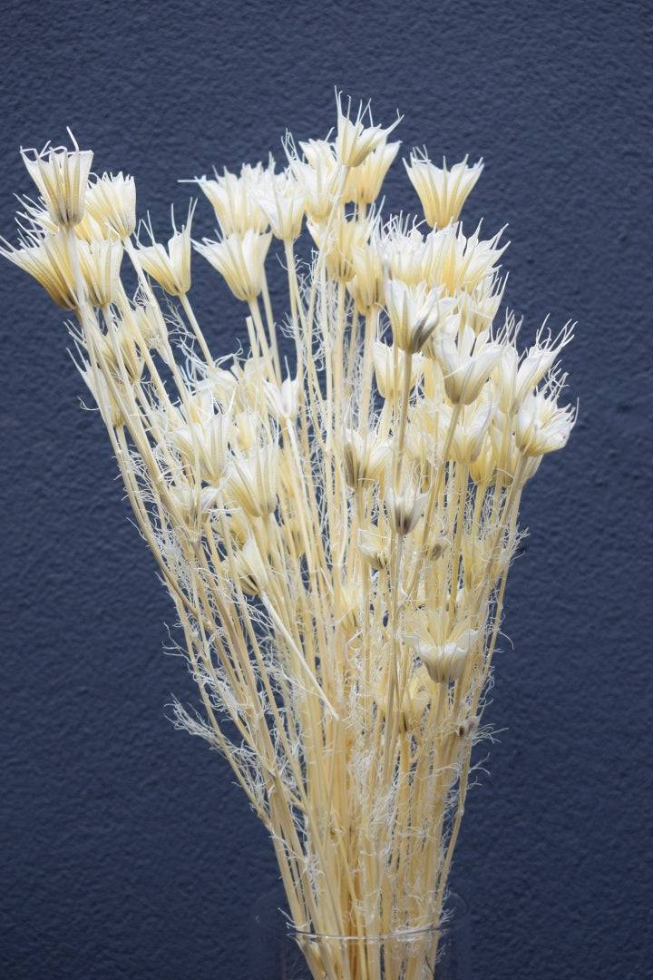 Nigella Orientalis weiß
