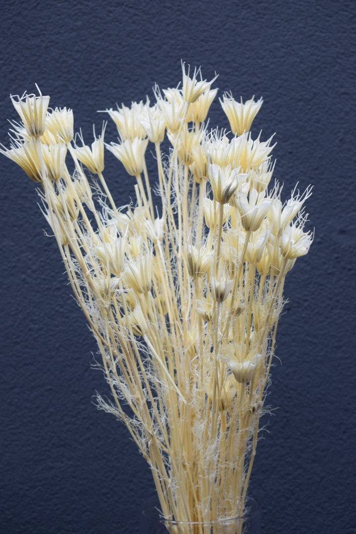 Nigella Orientalis weiß