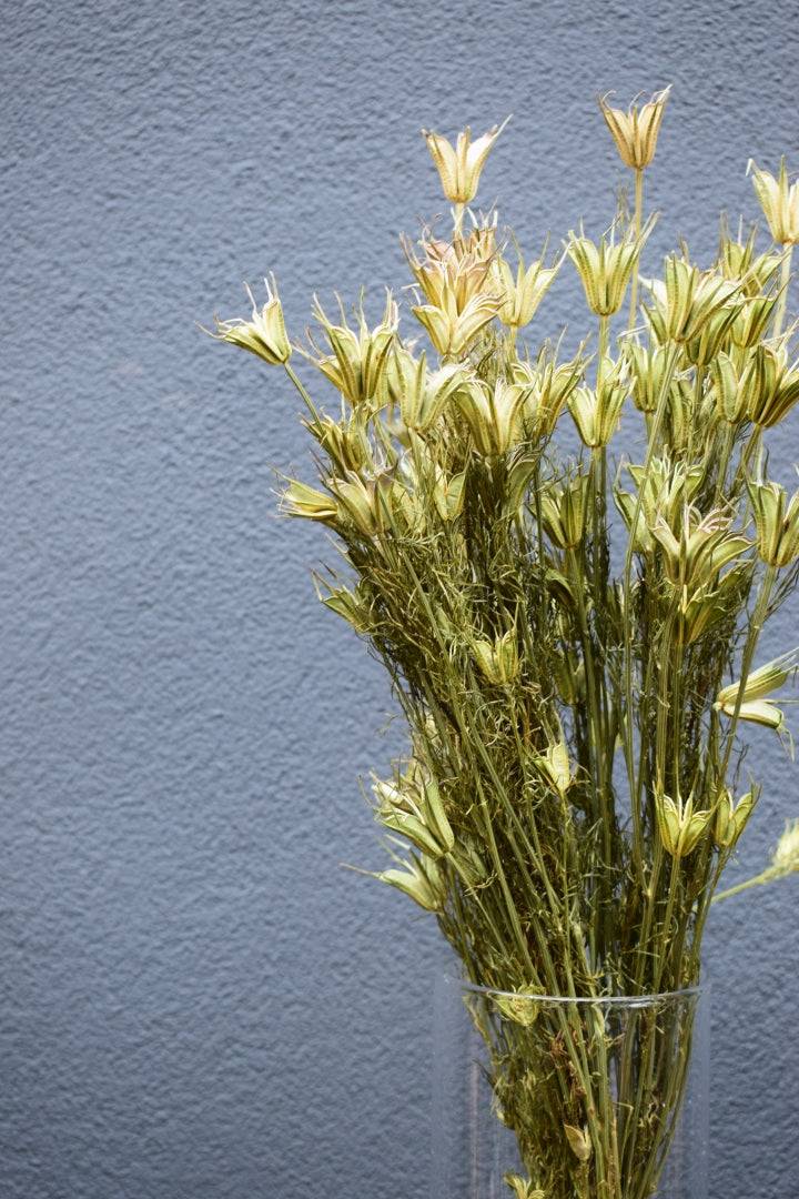 Nigella Orientalis natur