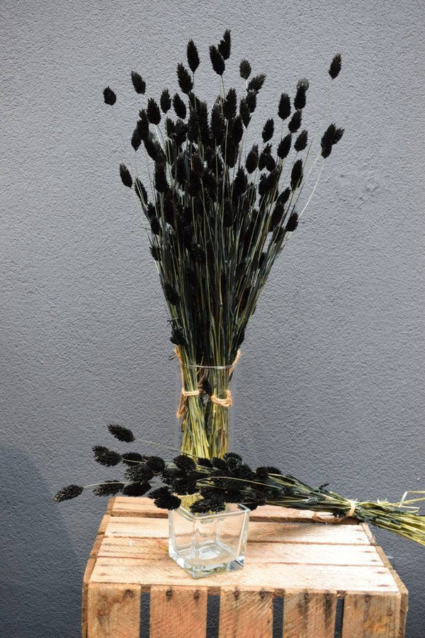 Phalaris schwarz