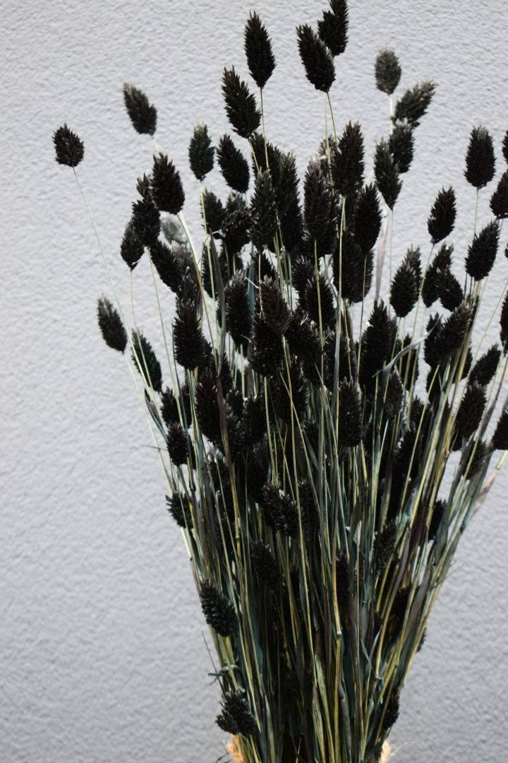 Phalaris schwarz