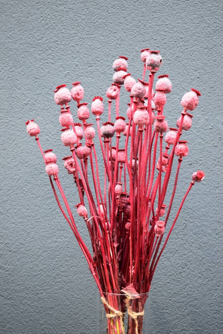 Mohn Papaver rot