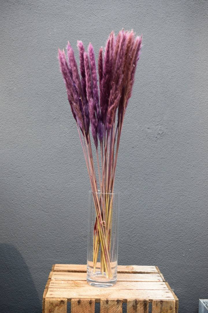 Pampasgras fluffy lila