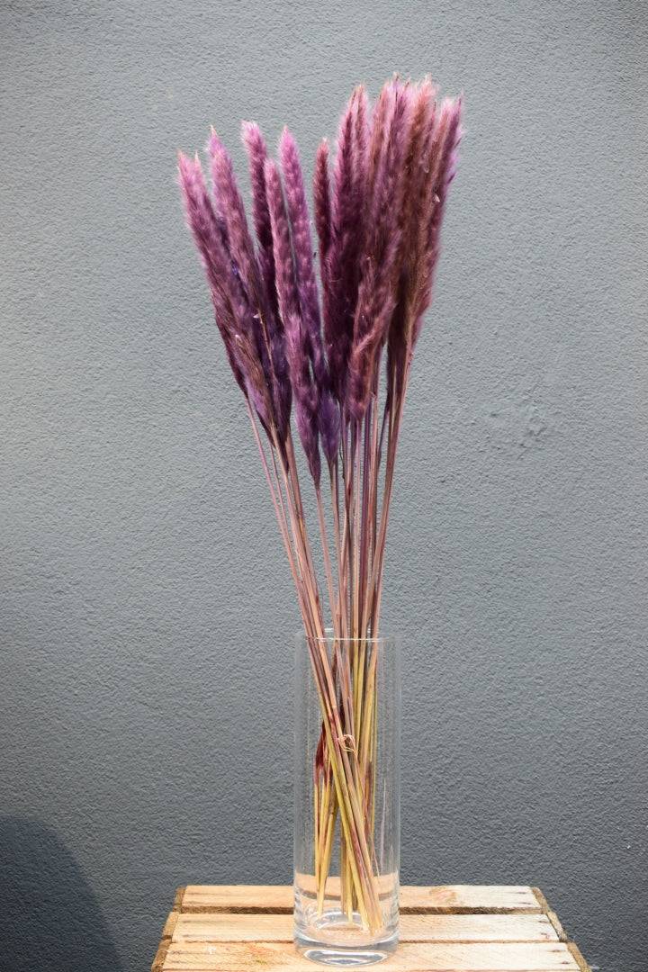 Pampasgras fluffy lila