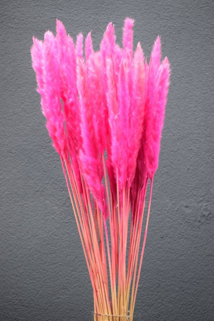 Pampasgras fluffy pink