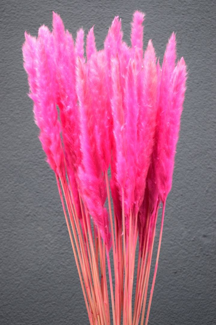 Pampasgras fluffy pink