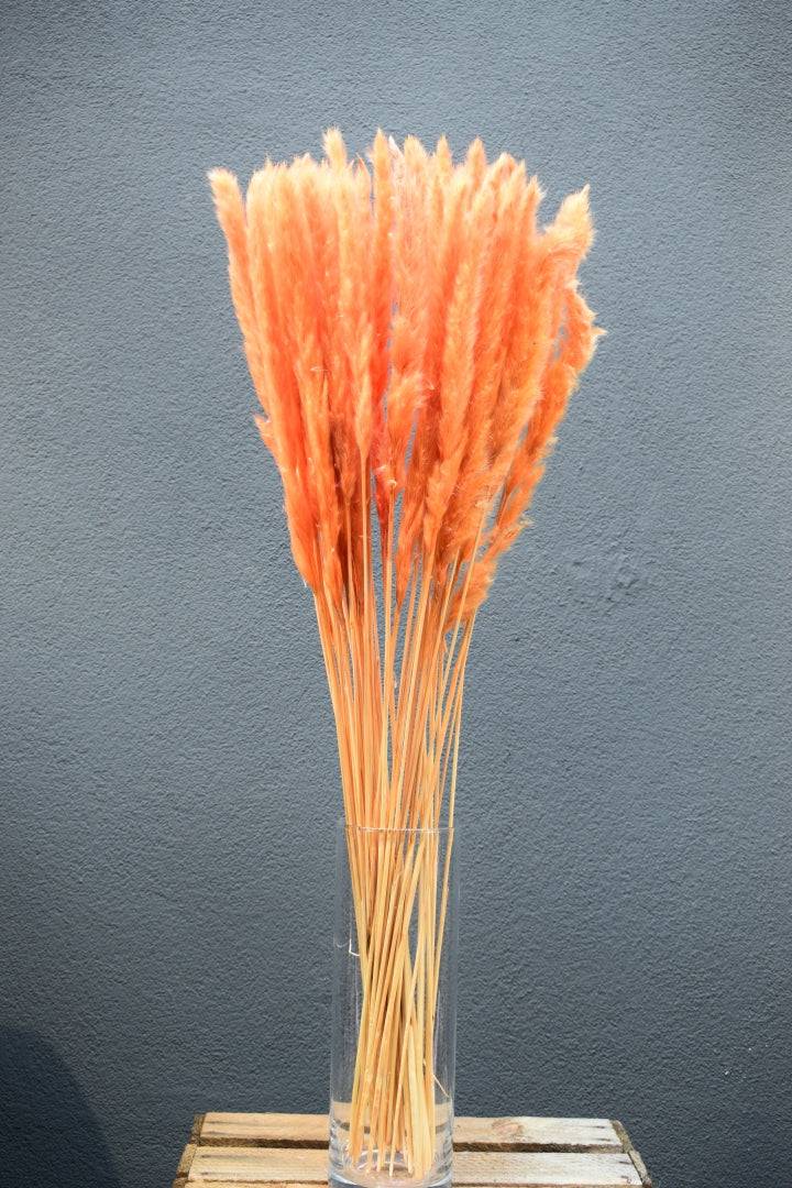 Pampasgras fluffy orange