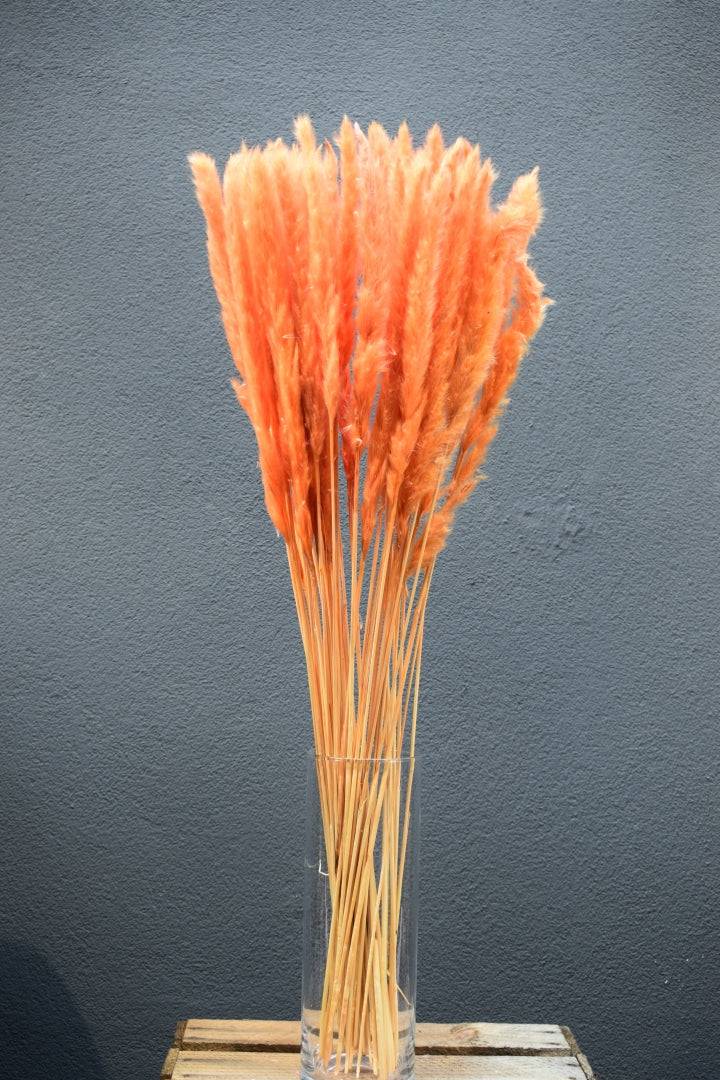 Pampasgras fluffy orange