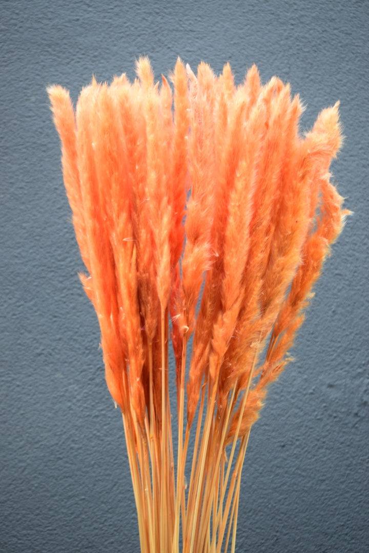 Pampasgras fluffy orange